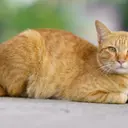 WAFFL