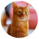 Cat Chat