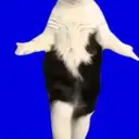 DYFI