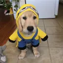 TMINI
