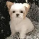 TGDOG