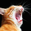 Callcat