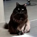 Mittens 2