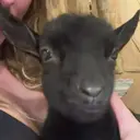 BABYTONSKI