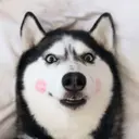 The Husky Dog