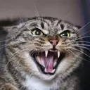 GRRR