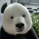 PJ貓熊