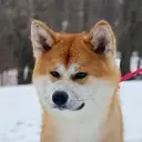 HACHI