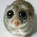 HAMMY