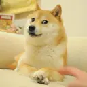 $DOGE INU