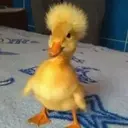 Dicki
