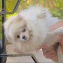 JuDog
