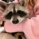TONRACOON