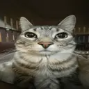 Catto