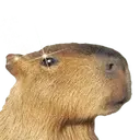 Capibara